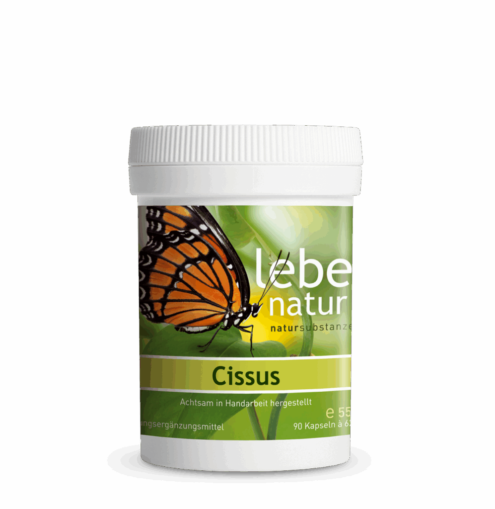 lebe natur® Cissus 90er